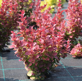 Барбарис Тунберга 'Селект'