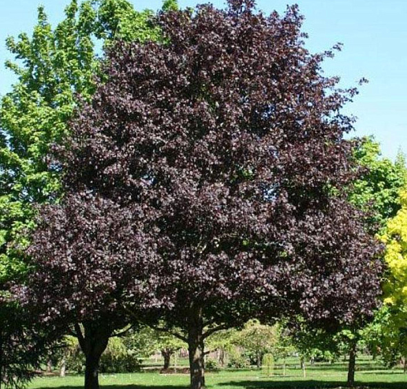 Клен остролистный 'Роял Ред'