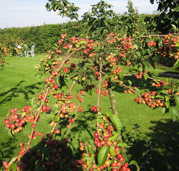 Яблоня Ред Сентинел