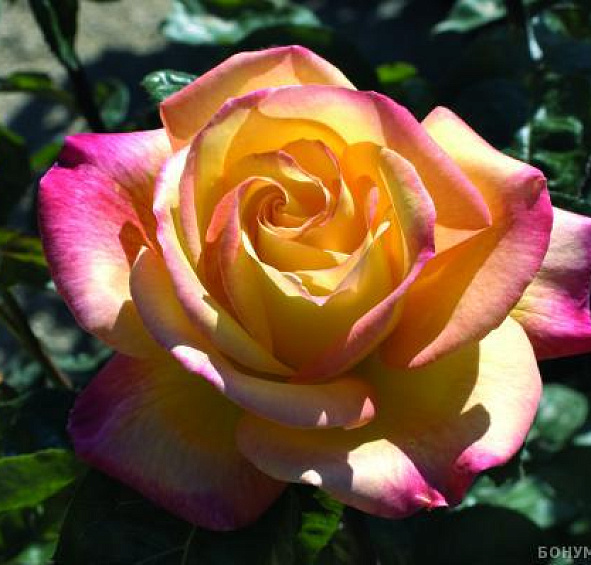 Роза Пульман Ориент Экспресс (Pullman Orient Express)