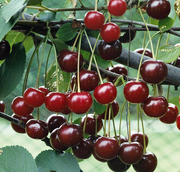 Вишня обыкновенная