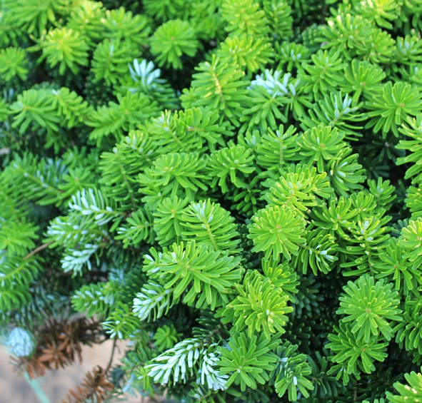 Пихта корейская 'Бриллиант'