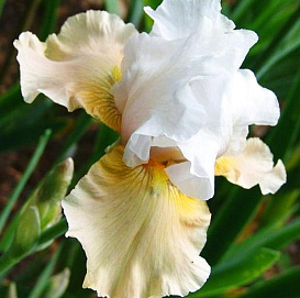 Ирис германский (бородатый) 'Априкот Фрости' 