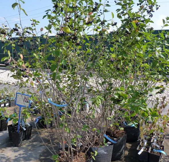 Рябина черноплодная (арония)