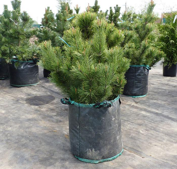 Сосна Черная (Pinus nigra)