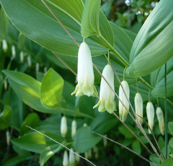 Купена душистая