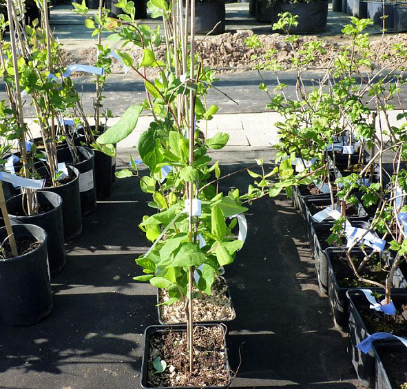 Жимолость вьющаяся Гекрота (Lonicera Heckrottii)