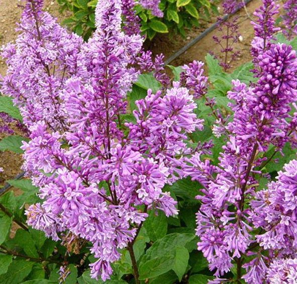 Сирень Престон 'Роялти' (розовая)