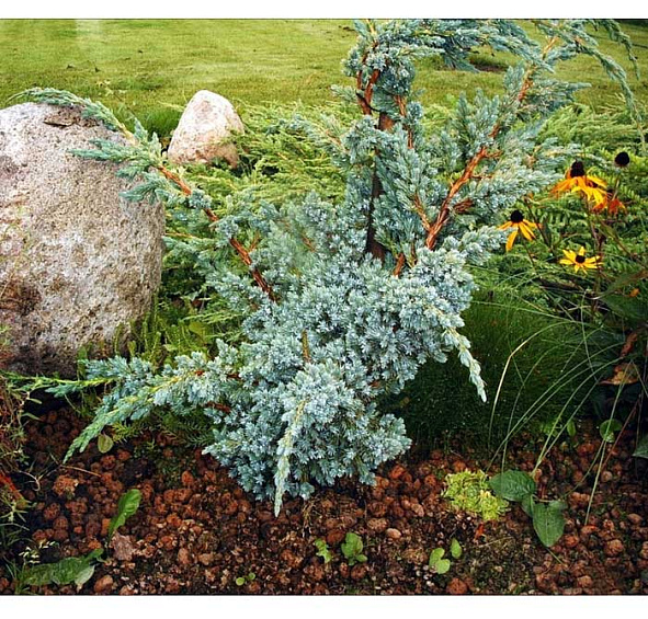 Можжевельник чешуйчатый 'Мейери'