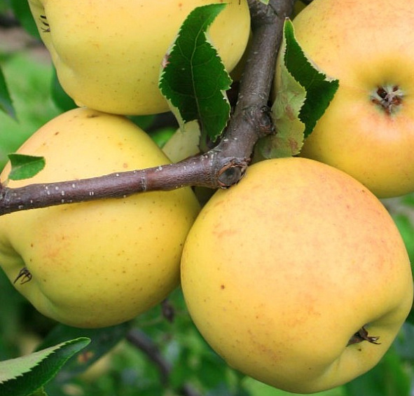 Яблоня домашняя 'Ананас'