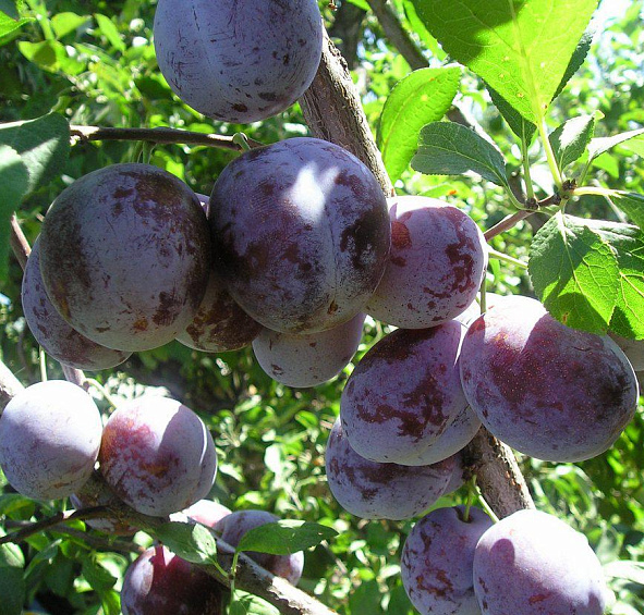 Слива 'Богатырская синяя'