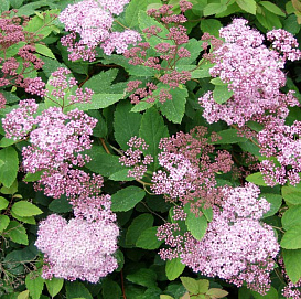 Спирея японская 'Манон'