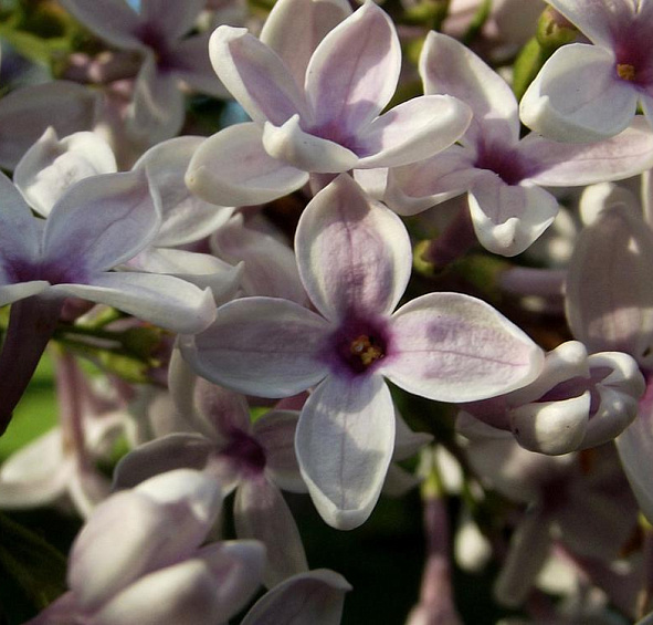 Сирень китайская 'Биколор' (белая)