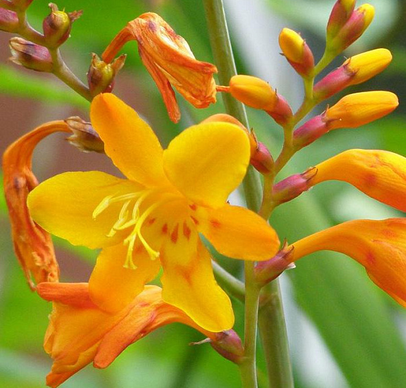 Крокосмия 'Колумбус'