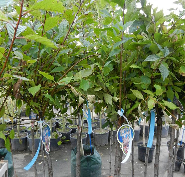 Миндаль трехлопастный