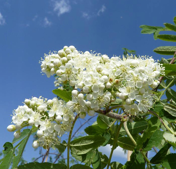 Рябина обыкновенная 'Пендула'
