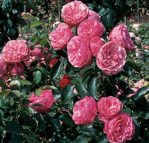 Роза 'Леонардо да Винчи' (флорибунда) (розовая)