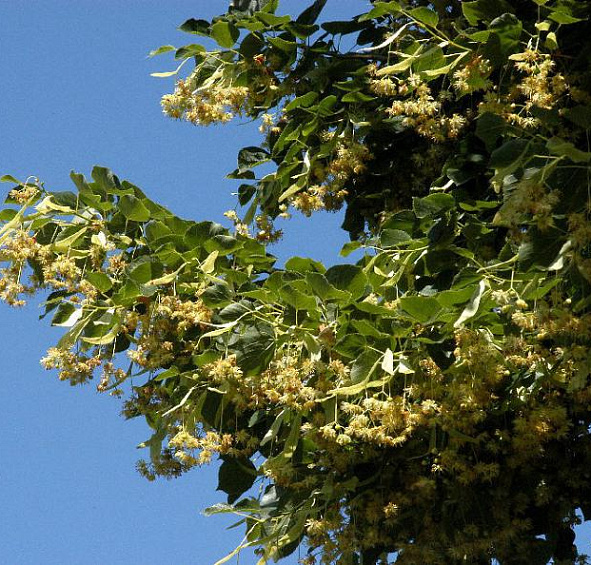 Липа европейская 'Эухлора'