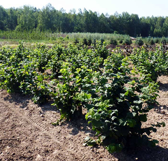 Лещина обыкновенная