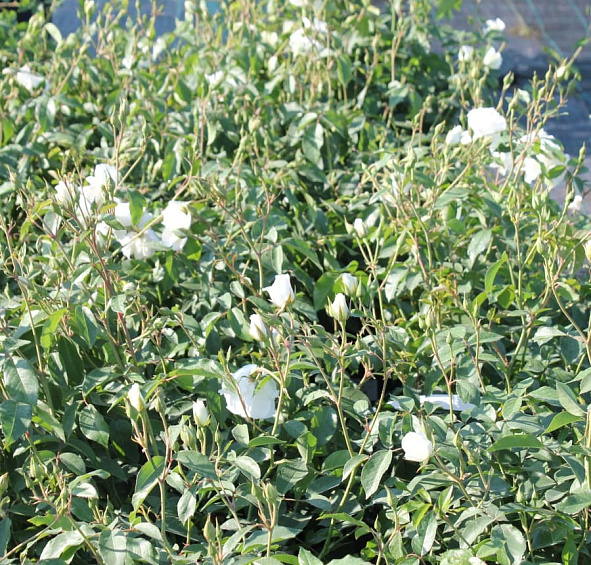 Роза 'Шнеевитхен' (шраб, флорибунда) (белая)