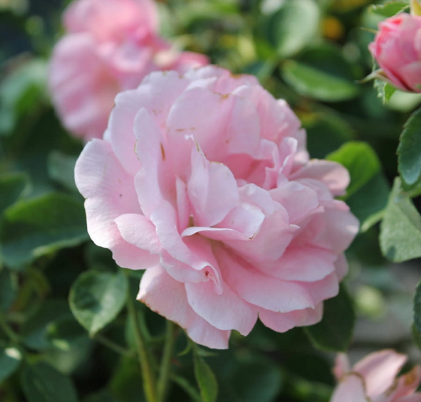 Роза 'Зоммервинд' (почвопокровная) (розовая)