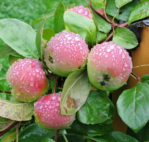 Яблоня домашняя 'Вишневое'