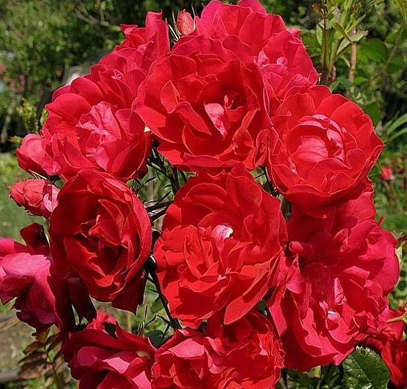 Роза 'Аделаида Худлесс' (парковая) (красная)