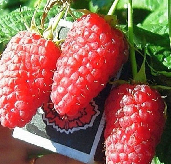 Малина Галактика