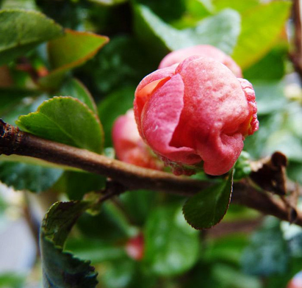 Айва прекрасная Гейша Герл (Geisha Girl)