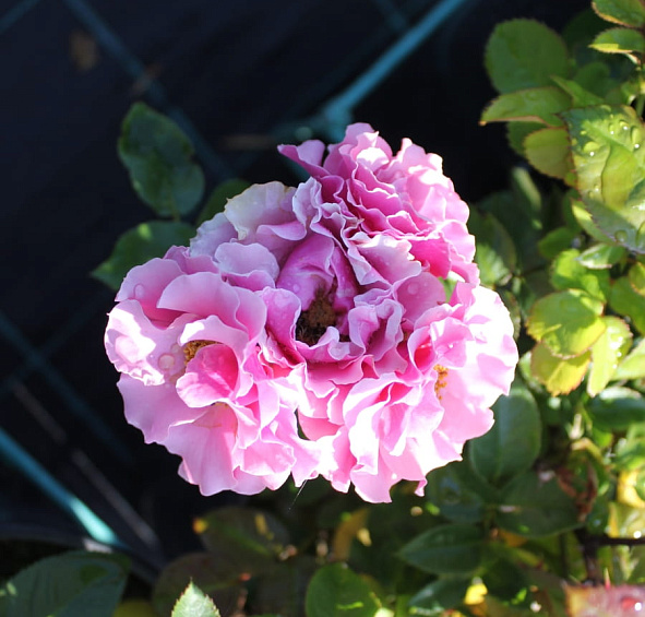 Роза 'Санта Моника' (флорибунда) (лилово - пурпурная)