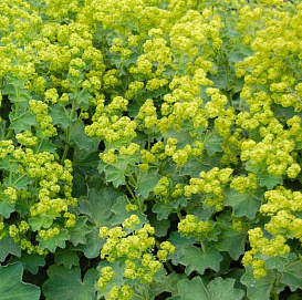 Манжетка мягкая 'Селект'