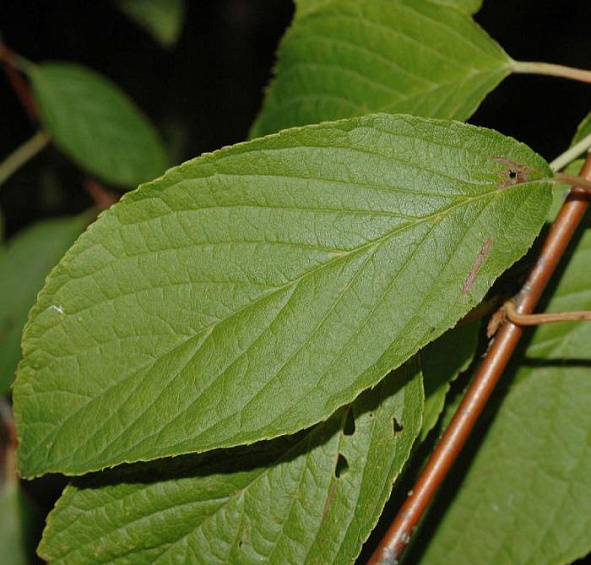 Черемуха Маака