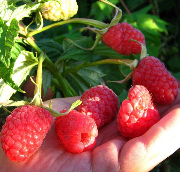 Малина 'Вольница'