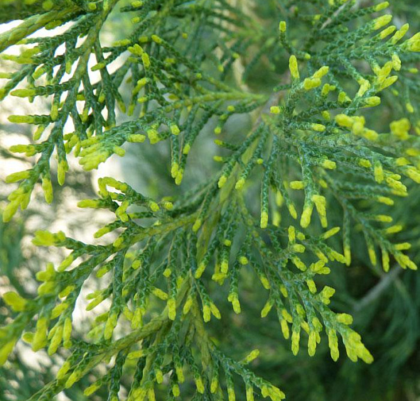 Можжевельник китайский 'Куривао Голд'