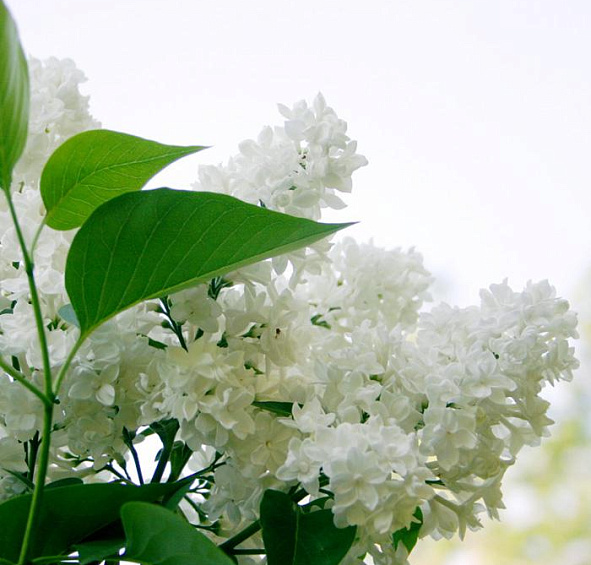 Сирень обыкновенная 'Мадам Лемуан' (белая)