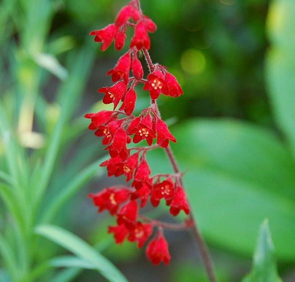 Гейхера кроваво-красная