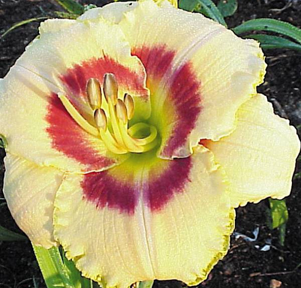 Лилейник гибридный Кустард Кенди (Custard Candy)