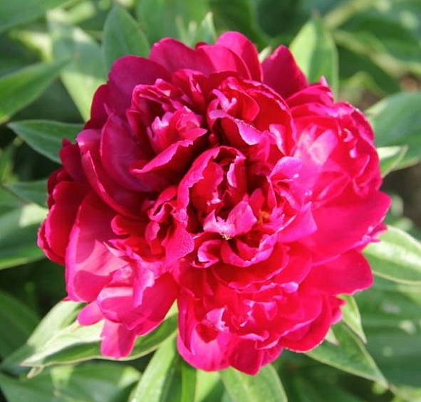 Пион Матильда Льюис (Matilda Lewis)