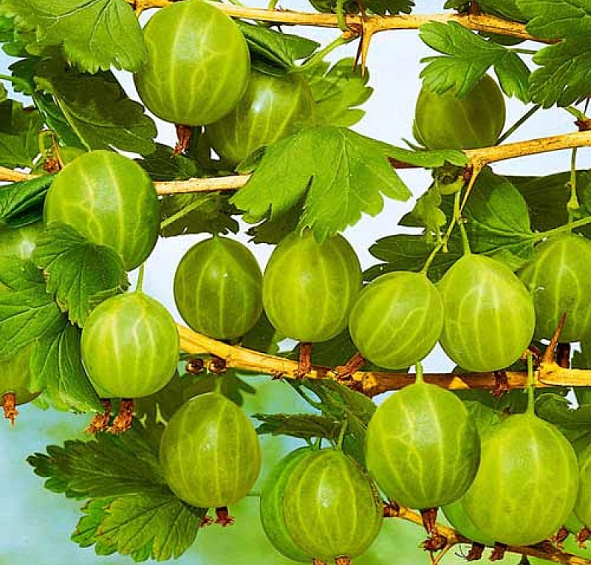 Крыжовник 'Бесшипный'