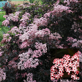 Бузина черная 'Блек Бьюти'