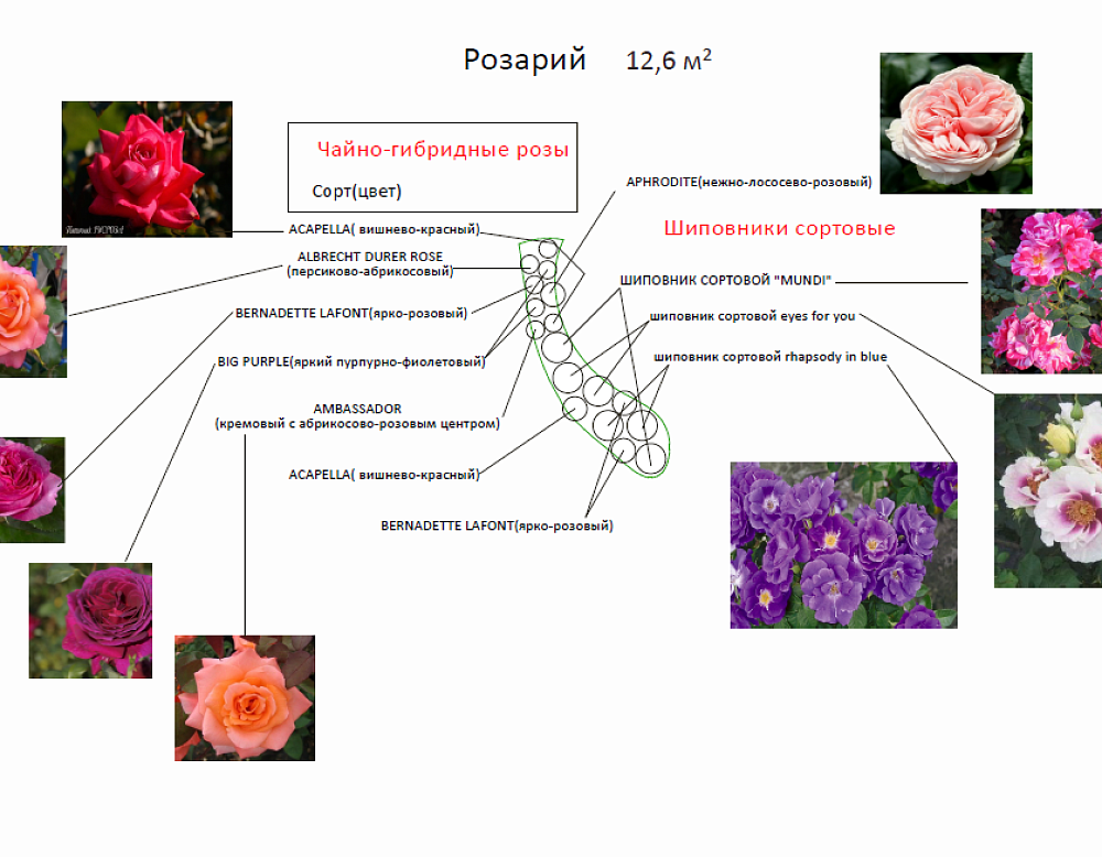 Дмитрий Миронов – проект коттеджного участка – садовый центр «Южный» Розарий