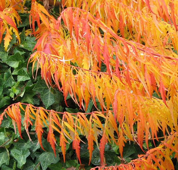 Сумах пушистый (уксусное дерево) 'Диссекта'