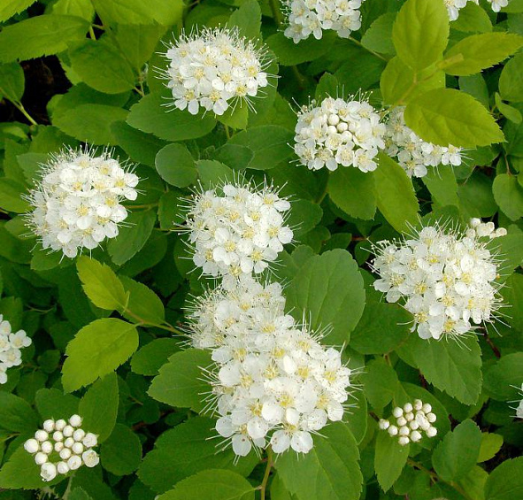 Спирея березолистная 'Тор'