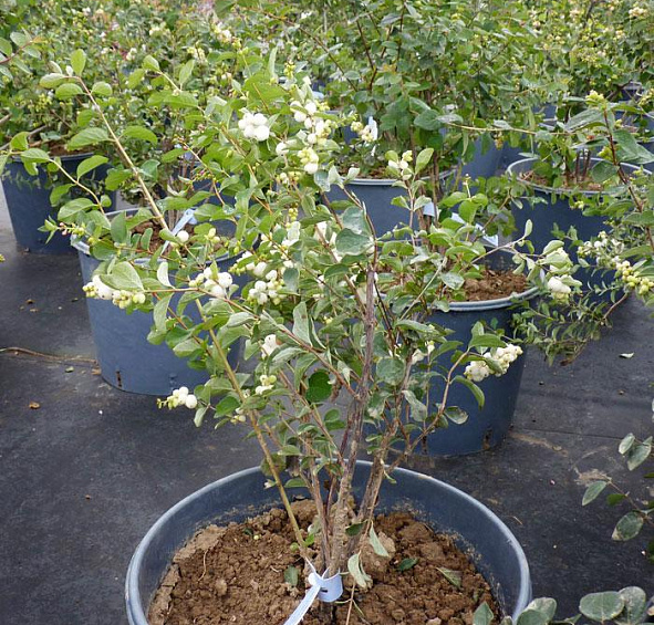 Снежноягодник белый слабоблестящий