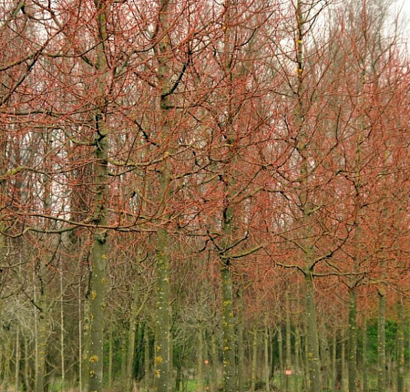 Липа мелколистная (сердцелистная) Винтер Оранж'
