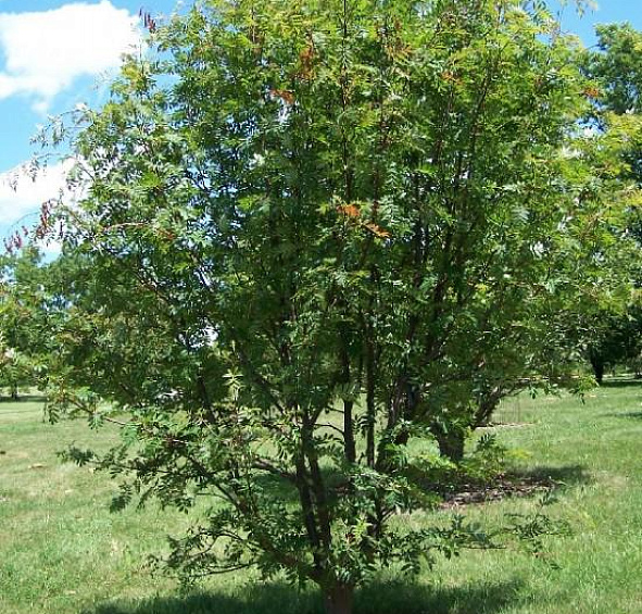 Рябина смешанная