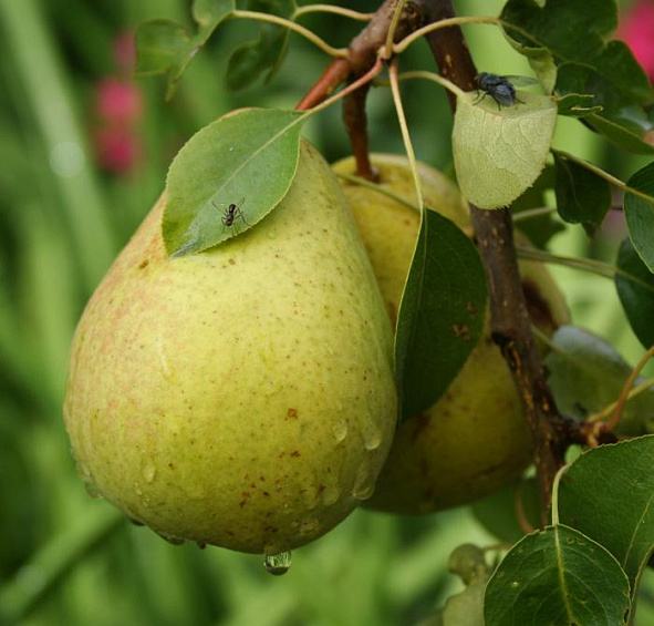 Груша 'Память Жегалова'
