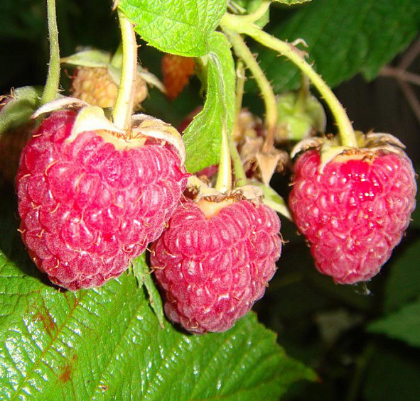 Малина 'Геракл'