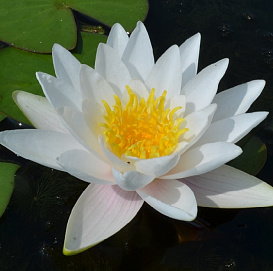 Нимфея белая