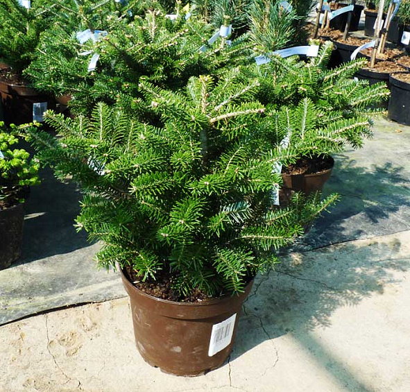 Пихта бальзамическая 'Нана'